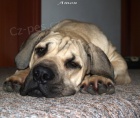 Boerboel �t�n� - kr�sn� 8m�s pejsek