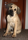Boerboel �t�n� - kr�sn� 8m�s pejsek