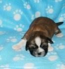 tibetsk� �pan�l