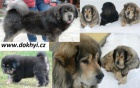 Tibetsk� doga, Tibetan Mastiff, DoKhyi - �t���tka