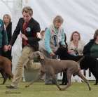 Kr�sn� pejsek V�marsk�ho oha�e s PP