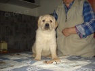 Labradorsk� retriever s PP