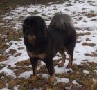 Tibetsk� doga s PP - 1 rok
