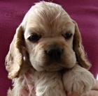 Americk� kokr�pan�l