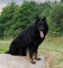 Nab�z�m chodsk�ho psa s PP ke kryt�