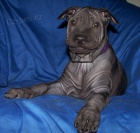 Thajsk� ridgaback - pejsci s PP