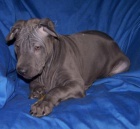 Thajsk� ridgaback - pejsci s PP