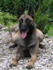 Belgick� ov��k malinois
