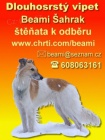 Dlouhosrst� vipet / Silken windsprite / Longhaired whippet