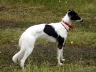 Dlouhosrst� vipet / Silken windsprite / Longhaired whippet