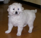 �t���tka s PP