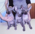 Peru�nsk� nah��