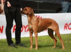 Rhod�sk� ridgeback - �t���tka s PP