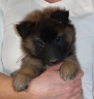 Belgick� ov��k - tervueren