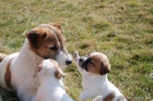 Jack Russell Teri�r s PP ( JRT )