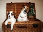 �t��ata JRT (jack russell teriera) s PP