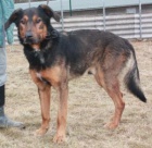 N�meck� ov��k-k��enec Alex �ek� na nov�ho p�ne�ka