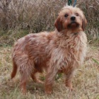  Pejsek Hary �ek� na nov�ho p�ne�ka