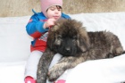 Kavkazsk� pasteveck� pes s PP 