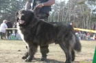 Kavkazsk� pasteveck� pes s PP 