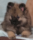 vl�� �pic-keeshond