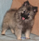 vl�� �pic-keeshond