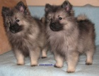 vl�� �pic-keeshond