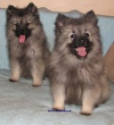 vl�� �pic-keeshond