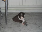 Border collie �t��ata s PP