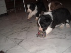 Border collie �t��ata s PP