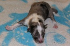 prodam �t�natka sheltie