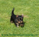 Australsk� silky teri�r �t���tka