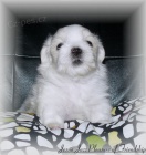 MALT�Z��EK S PP