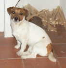 Jack Russell Teri�r �t��ata s PP - JRT