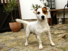 Jack Russell Teri�r �t��ata s PP - JRT