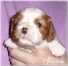 Kaval�r King Charles Spaniel s PP