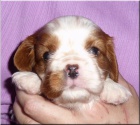 Kaval�r King Charles Spaniel s PP