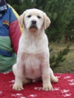 Labradorsk� retriever s PP