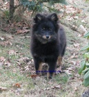 n�meck� �pic mal� black and tan