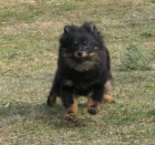 n�meck� �pic mal� black and tan