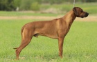 Rhod�sk� ridgeback s PP - posledn� 2 pejsci!