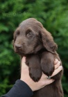 FLAT COATED RETRIEVER �ern� fenky