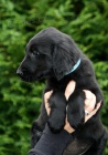 FLAT COATED RETRIEVER �ern� fenky
