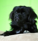 Prod�m fenku tibetsk�ho �pan�la