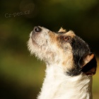 Parson Russel - �t���tka s PP