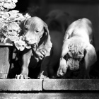 Ma�arsk� oha� - �t���tka s PP