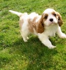 Kaval�r king charles �pan�l s PP