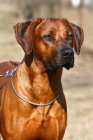 Rhod�sk� ridgeback s PP - voln� kr�sn� fenka!