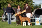 Rhod�sk� ridgeback - �t���tka s pp