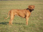 Rhod�sk� ridgeback - �t���tka s pp